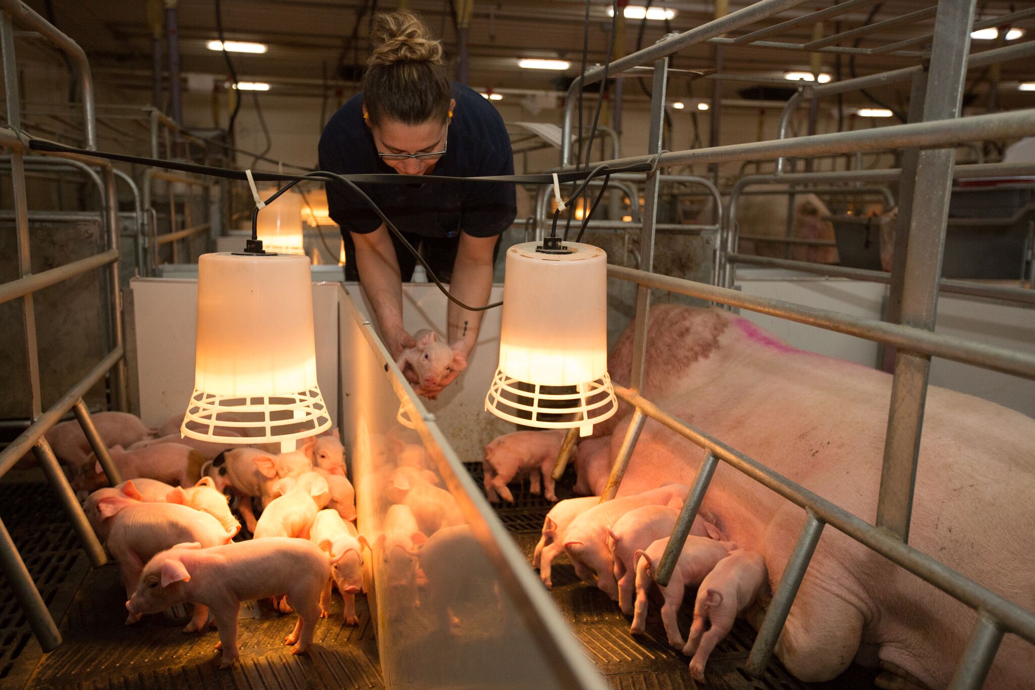 Six Ways Pig Farming is Like Nursing